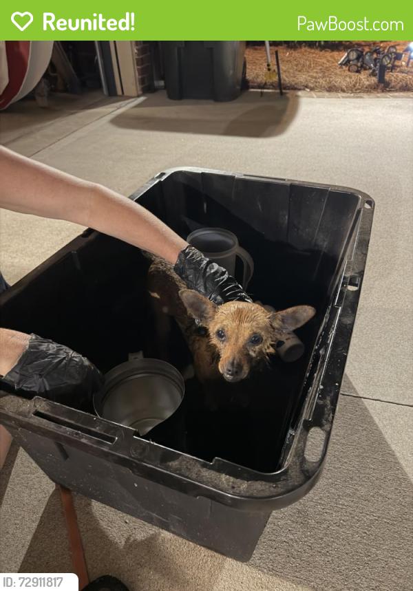 Reunited Female Dog last seen Lyman, SC, USA, Lyman, SC 29385