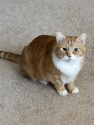 Reunited Male Cat last seen Near Marilyn Drive , Seaford, NY 11783