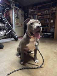 Reunited Male Dog last seen Via Del Parque, Spring Valley, CA 91978