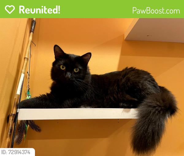 Reunited Male Cat last seen Pacifica Cohousing (Viburnum Way and Hanna St), Carrboro, NC 27510