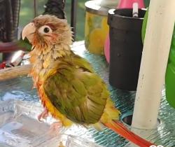 Lost Unknown Bird last seen bow Lake Rd beach, Northwood, NH 03261
