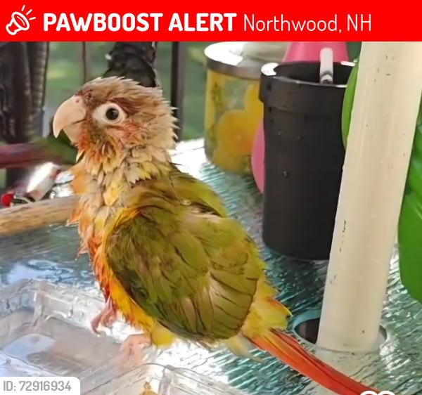 Lost Unknown Bird last seen bow Lake Rd beach, Northwood, NH 03261