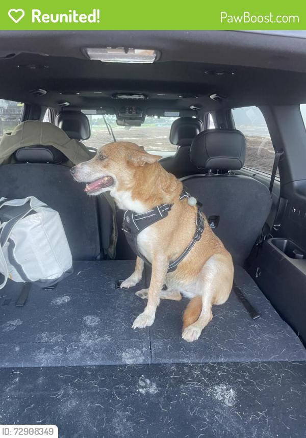 Reunited Female Dog last seen Got off leash and ran East down the beach., Galveston, TX 77554