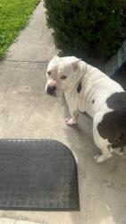Found/Stray Male Dog last seen Haven and traverse, Killeen, TX 76543