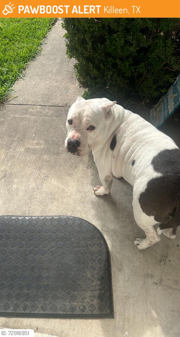 Found/Stray Male Dog last seen Haven and traverse, Killeen, TX 76543
