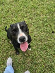 Reunited Male Dog last seen Pine with Diane, Killeen, TX 76543