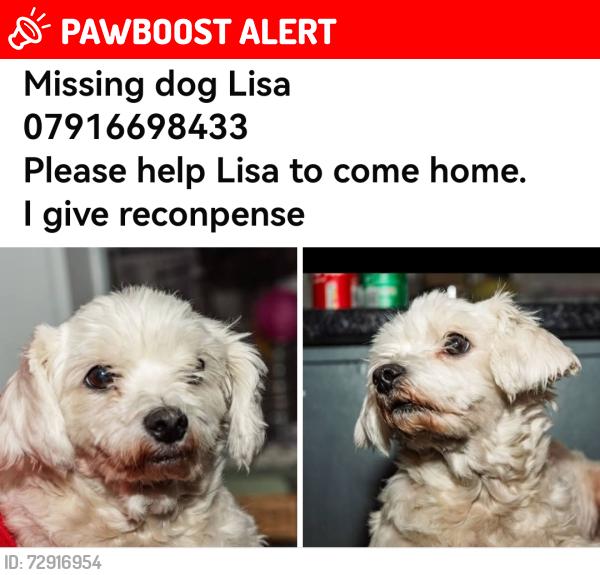 Lost Female Dog last seen Summer road , Erdington, England B23 6XA