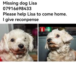 Lost Female Dog last seen Summer road , Erdington, England B23 6XA