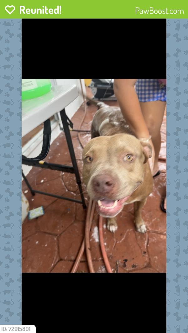 Reunited Female Dog last seen Near air park plaza , Doral, FL 33126