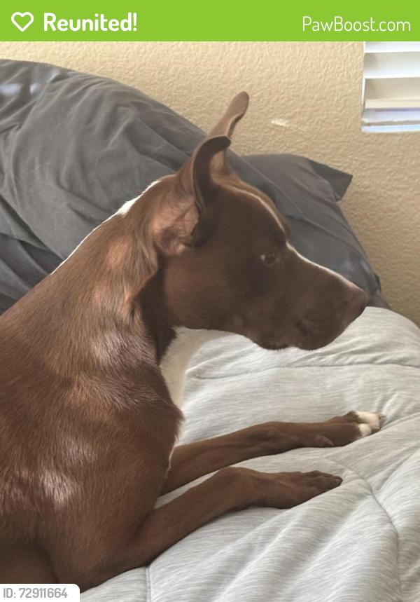 Reunited Male Dog last seen Stanford Rsnch, West Osks, Poppy Dr. and Sage Ct, Rocklin, CA 95765