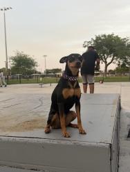 Reunited Female Dog last seen By McArthur Highschool, Hollywood, FL 33020