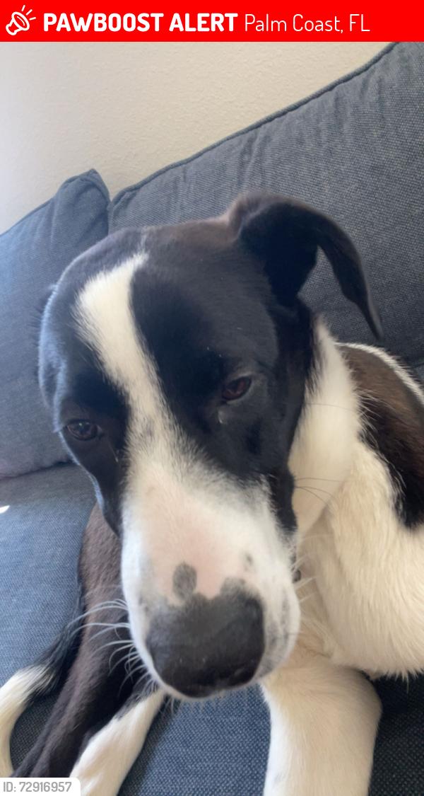 Lost Male Dog last seen Pheasant Drive , Palm Coast, FL 32164