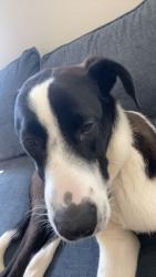 Lost Male Dog last seen Pheasant Drive , Palm Coast, FL 32164
