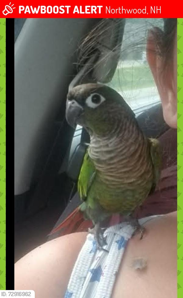 Lost Unknown Bird last seen bow Lake Rd beach, Northwood, NH 03261