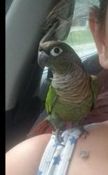 Lost Unknown Bird last seen bow Lake Rd beach, Northwood, NH 03261