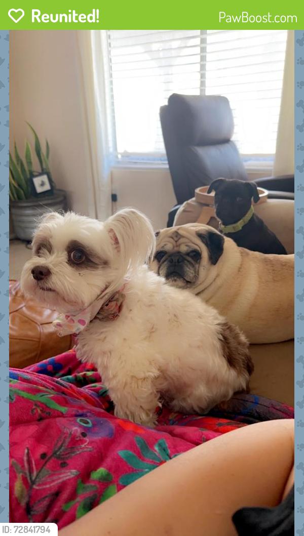 Reunited Female Dog last seen Mojave, Victorville, CA 92394