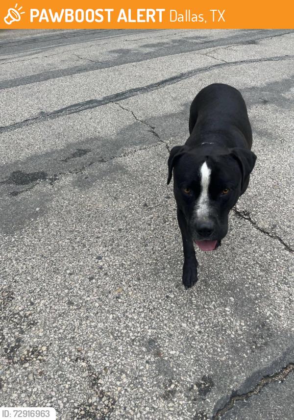 Found/Stray Male Dog last seen Springhill Dr, Dallas, TX 75228