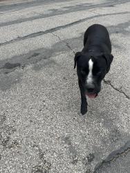 Found/Stray Male Dog last seen Springhill Dr, Dallas, TX 75228
