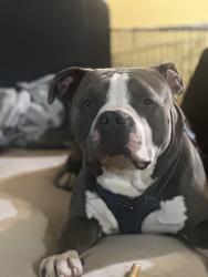Lost Male Dog last seen Near nw 18th ave, Fort Lauderdale, FL 33301