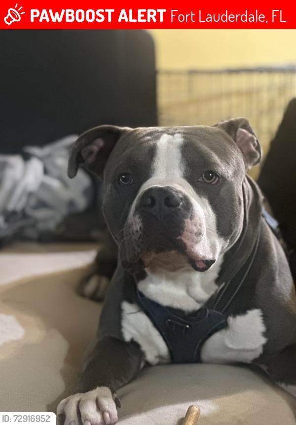 Lost Male Dog last seen Near nw 18th ave, Fort Lauderdale, FL 33301