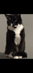 Reunited Male Cat last seen Finlandia lane , Mechanicsville, VA 23116