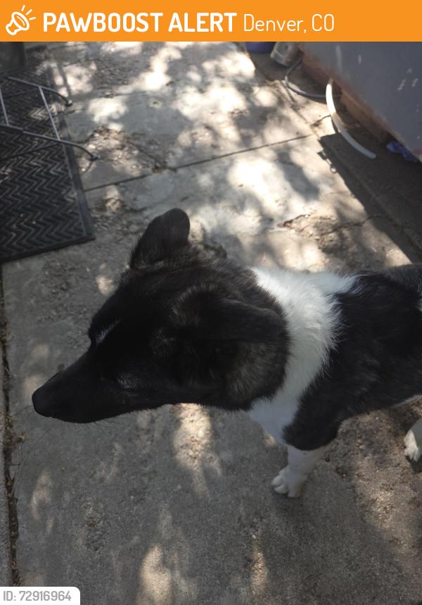 Found/Stray Female Dog last seen colfax and Yosemite, Denver, CO 80220