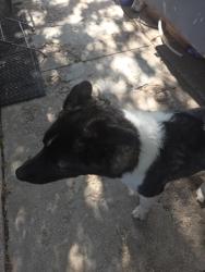 Found/Stray Female Dog last seen colfax and Yosemite , Denver, CO 80220