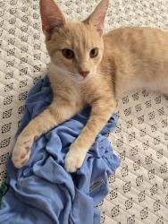 Lost Male Cat last seen Norman and Oak St, Reidsville, NC 27320