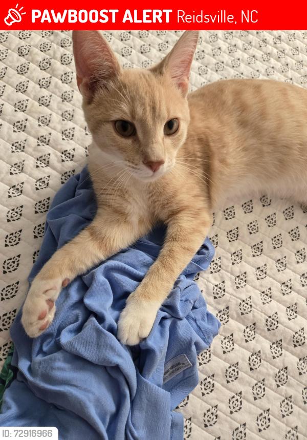 Lost Male Cat last seen Norman and Oak St, Reidsville, NC 27320
