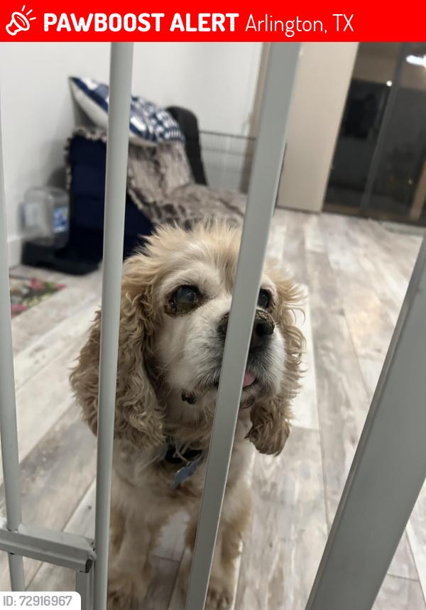 Lost Male Dog last seen Near Marquis Cir W, Arlington, TX 76016