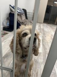 Lost Male Dog last seen Near Marquis Cir W, Arlington, TX 76016