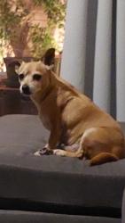Lost Male Dog last seen 59th ave behrend, Glendale, AZ 85308