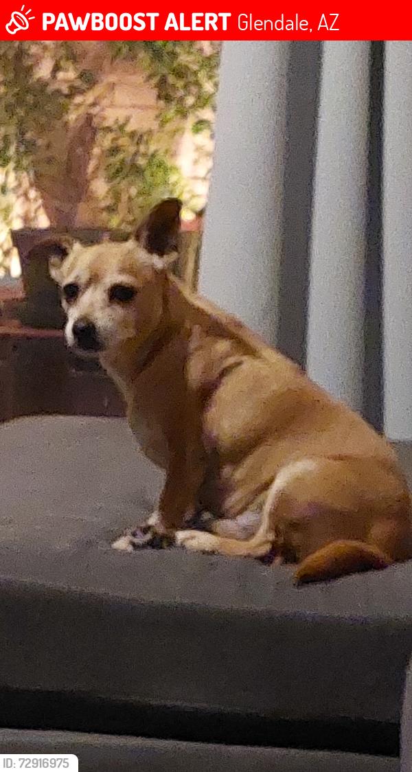 Lost Male Dog last seen 59th ave behrend, Glendale, AZ 85308