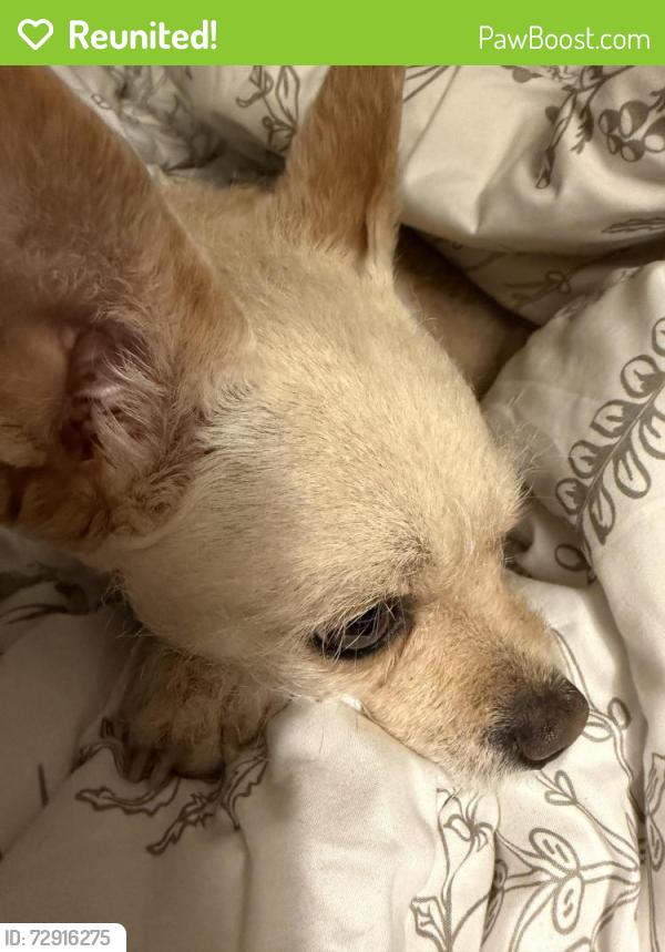 Reunited Female Dog last seen Near Stanford Ave, Albuquerque NM, Albuquerque, NM 87106