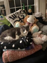Reunited Female Cat last seen Giant Oak or Molly’s Pub, McHenry, IL 60051