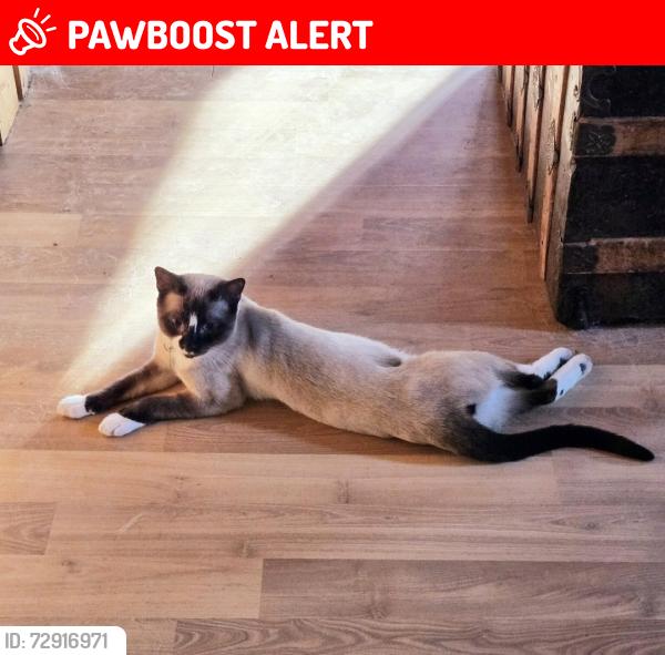 Lost Male Cat last seen Old Fort Rd, Camp Elliot Rd, Buncombe County, NC 28711