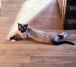 Lost Male Cat last seen Old Fort Rd, Camp Elliot Rd, Buncombe County, NC 28711