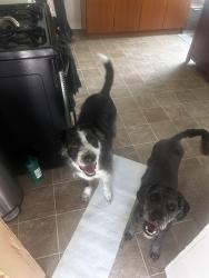 Reunited Male Dog last seen Near Hampton Dart station , Dallas, TX 75208