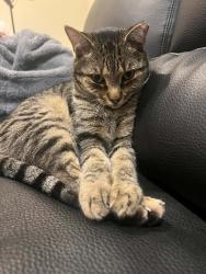 Reunited Male Cat last seen grand mesa pkwy, McKinney, TX 75070