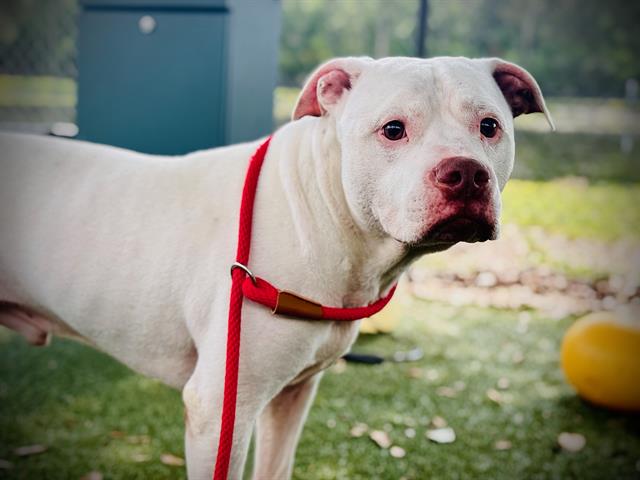 Shelter Stray Male Dog last seen , 2769 Conroy Rd, Orlando, FL 32839, USA