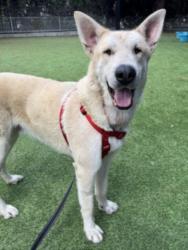 Shelter Stray Male Dog last seen , Los Angeles, CA 91405