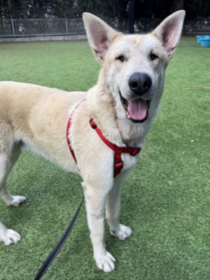 Shelter Stray Male Dog last seen , Los Angeles, CA 91405