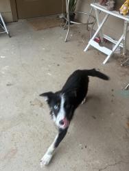 Found/Stray Female Dog last seen Cameron court, Lubbock, TX 79415