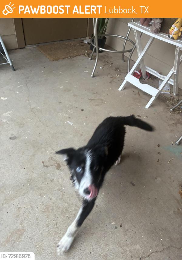 Found/Stray Female Dog last seen Cameron court, Lubbock, TX 79415