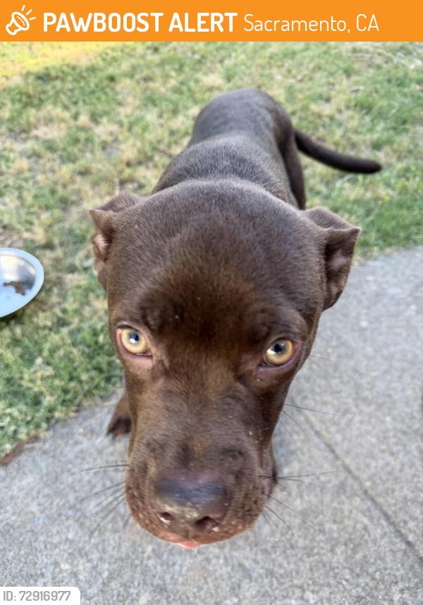 Found/Stray Male Dog last seen Yellowstone Lane and Write Street, Sacramento, CA 95821