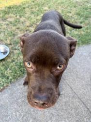 Found/Stray Male Dog last seen Yellowstone Lane and Write Street, Sacramento, CA 95821