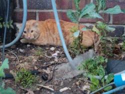 Reunited Male Cat last seen Barclay Square apmts, by keeper statue, central/waco, central/nimms, Wichita, KS 67203