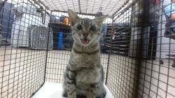 Shelter Stray Female Cat last seen Near BLOCK NW 44 CT, Doral, FL 33122