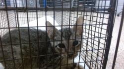 Shelter Stray Male Cat last seen Near BLOCK W 2 CT, Doral, FL 33122