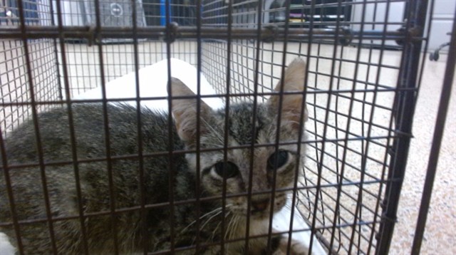 Shelter Stray Male Cat last seen Near BLOCK W 2 CT, Doral, FL 33122